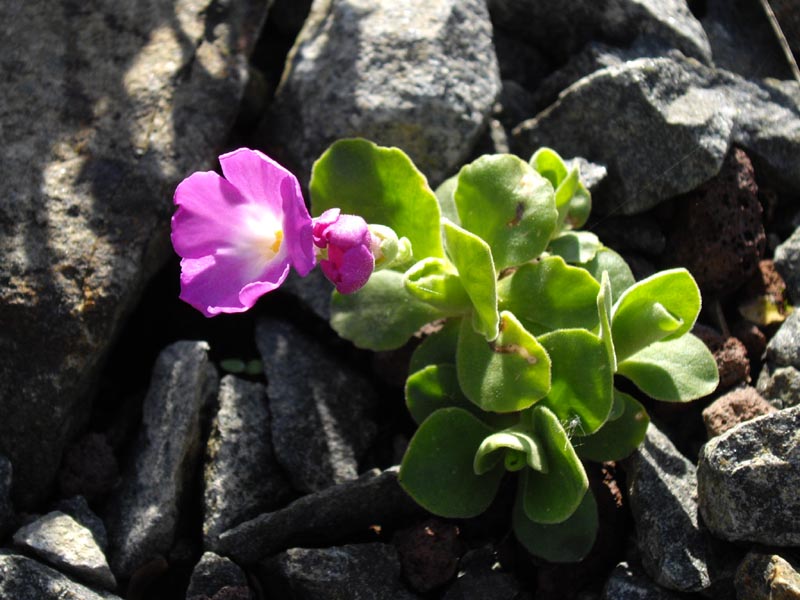 Primula allionii 'Beatrice Wooster' photo